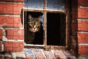 ANIMALES