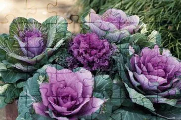 Ornamental Potted Kale jigsaw puzzle