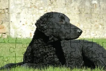 curly coated retriever