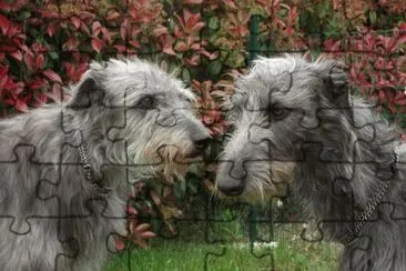deerhound