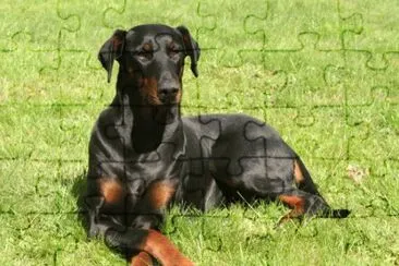 dobermann