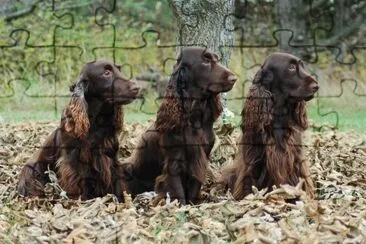 field spaniel