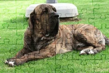 fila brasileiro