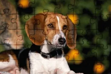 foxhound