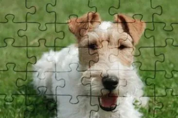 fox terrier