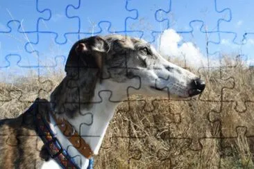galgo