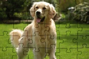 golden retriever