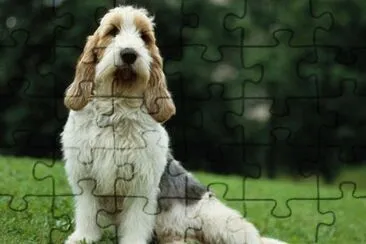 grand basset griffon vendeen