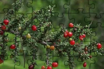 piquillÃ­n jigsaw puzzle