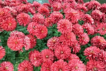 crisantemos jigsaw puzzle