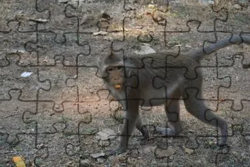 singe