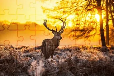 ANIMALES jigsaw puzzle