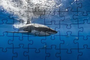 ANIMALES jigsaw puzzle