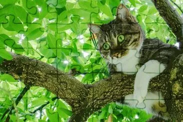 ANIMALES jigsaw puzzle