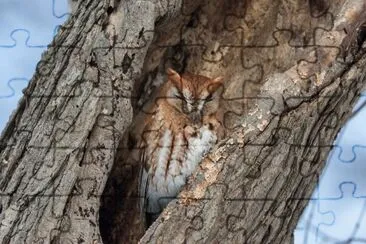 ANIMALES