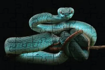 ANIMALES