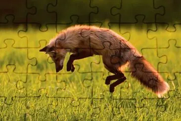 ANIMALES jigsaw puzzle