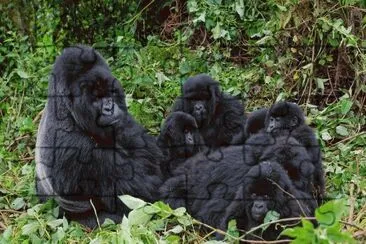 ANIMALES jigsaw puzzle