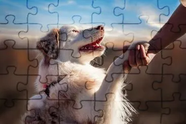 ANIMALES jigsaw puzzle
