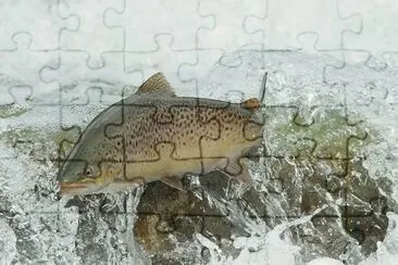 ANIMALES jigsaw puzzle