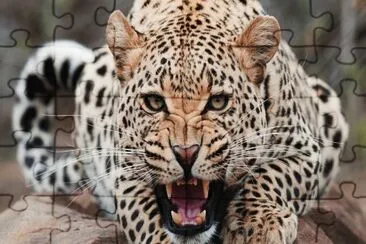 ANIMALES