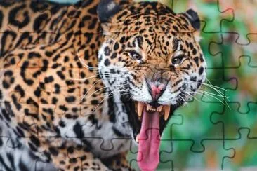 ANIMALES
