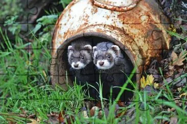 ANIMALES