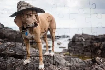 ANIMALES