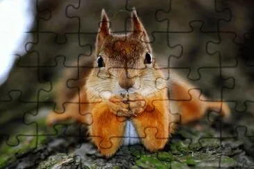ANIMALES jigsaw puzzle