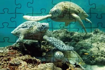 ANIMALES jigsaw puzzle