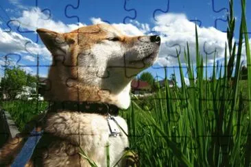 ANIMALES jigsaw puzzle