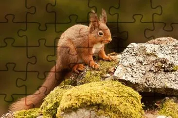 ANIMALES jigsaw puzzle