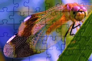 ANIMALES jigsaw puzzle