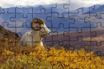 ANIMALES