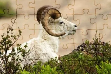 ANIMALES
