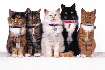 ANIMALES jigsaw puzzle