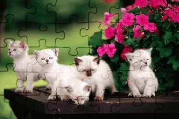 ANIMALES jigsaw puzzle