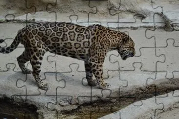 la palmyre jigsaw puzzle