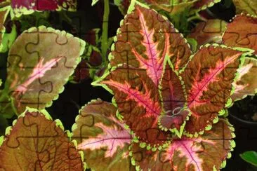 coleus jigsaw puzzle