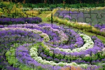 Yorkshire Lavender Gardens-UK jigsaw puzzle