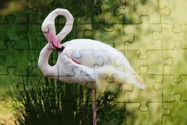 ç«çƒˆé³¥