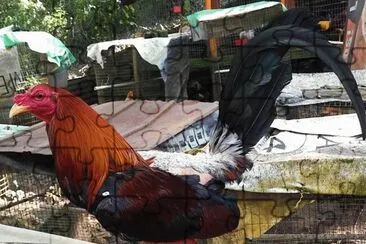 Gallo bello jigsaw puzzle