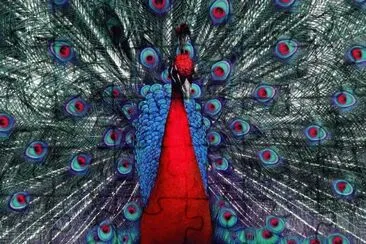 pavo real