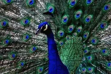 pavo real1