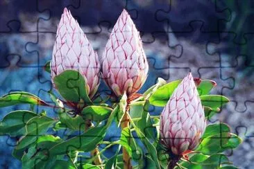 å¸çŽ‹èŠ± jigsaw puzzle