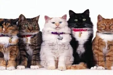 gatos jigsaw puzzle