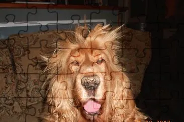 Ma lionne