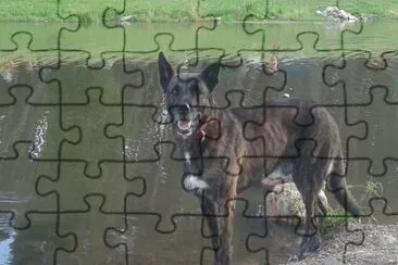 desesperado por el calor. Villa Ventana. Argentina jigsaw puzzle