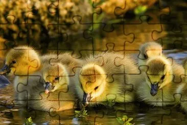 RIOS jigsaw puzzle