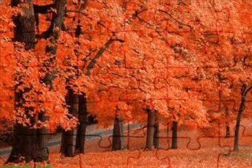 Orange Tree jigsaw puzzle